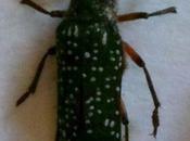 escarabajo grandes pestañas