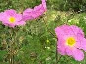 Rock Rose (Heliantemo)