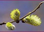 Willow (Sauce)