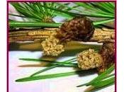 Larch (Alerce)