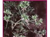 Scleranthus (Escleranto)