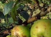 Crab Apple (Manzano Silvestre)