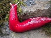 rosadas babosas gigantes Monte Kaputar