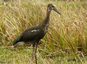 Cigüeña americana (Maguari Stork) Ciconia maguari