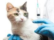Tienes Gatos Debes Conocer Todo Sobre Vacunas ponen Porqué