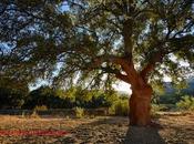 bosque rojo