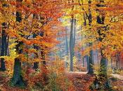 otoño ventajas