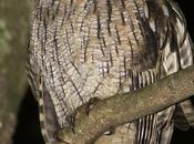 Alilicucú común (Tropical Screech-Owl) Megascops choliba
