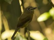 Chacurú chico (Rusty-breasted Nunlet) Nonnula rubecula