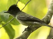 Suirirí silbón (Sirystes) Sirystes sibilator