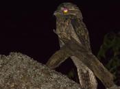 Urutaú común (Common Potoo) Nyctibius griseus