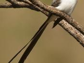 Tijereta (Fork-tailed Flycatcher) Tyrannus savana