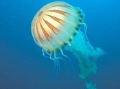 Phylum celenterados cnidarios