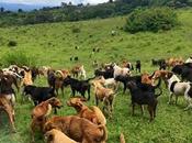 paraíso perros tierra