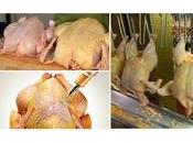 pollo tiene arsénico produce cáncer: este cambio inmediato