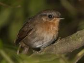 Chupadientes (Rufous Gnateater) Conopophaga lineata