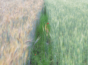 Entre trigales... verdes