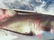 IMPRESIONANTE: Tiburón cuela jaula buzo