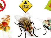 mosca como animal compañía