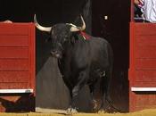 defensa Toros Cenicientos