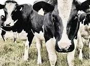 espera segunda oleada "vacas locas"