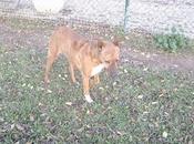 Michela, cruce podenca boxer orejas cortadas está enferma!
