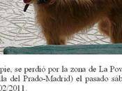 URGENTE! podenca CASA perdida Madrid