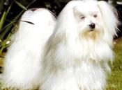 Bichón maltés