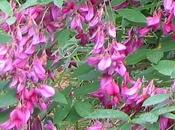 Lespedeza thumbergü