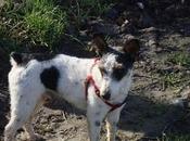 Jacky, terrier años, abandonado dueños.
