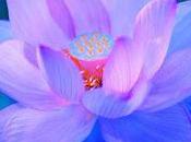 Magia gota rocío posada sobre pétalos cerrados....