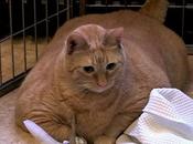 sobrepeso gatos
