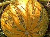 ¿Zapallos calabazas?