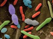 Psicobioticos Enfoque Actual