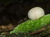 ¿Estamos setas estamos Rolex?