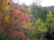 colores otoño…