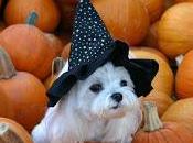 salió edición octubre Huellas Tinta