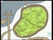 digestive system SCIENCE