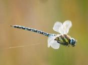 libélulas otoño