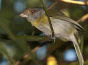 Juan chiviro (Rufous-browed Peppershrike) Cyclarhis gujanensis