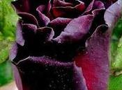 Buscando rosa negra