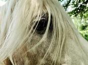 Hoy, sólo inspiración: caballos