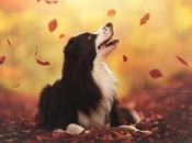 Fotografías únicas perros disfrutando otoño