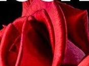 Reseña: cuatro rosas Juan Carlos Valero