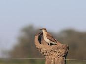 Construcción nido hornero
