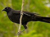 Tordo gigante (Giant-Cowbird) Molothrus oryzivorus