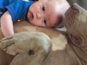 profunda conexión entre bebé perro bulldog sorprende mundo