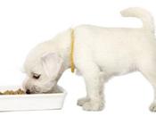cereales comida perros