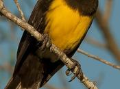 Pecho amarillo común (Brown-and-yellow Marshbird) Pseudoleistes virescens