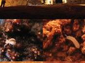 Diversidad especies cueva dolomítica Brasil